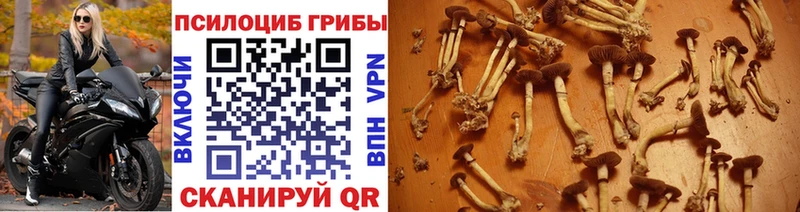 Псилоцибиновые грибы ЛСД  Ельня 